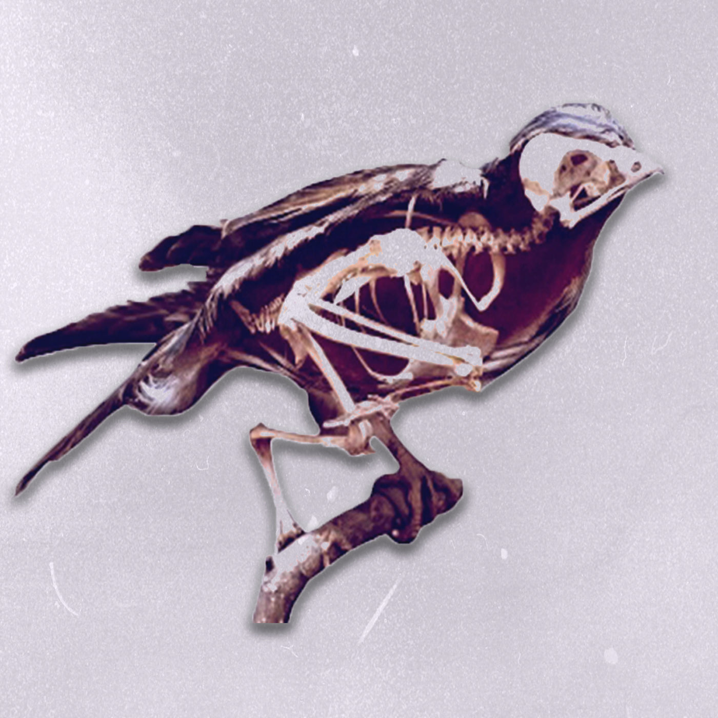 Birds (CD)