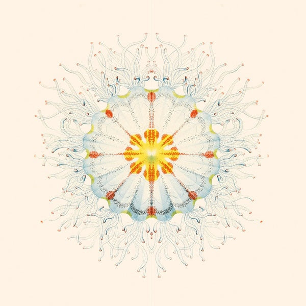 Litte Things (Vinyl)