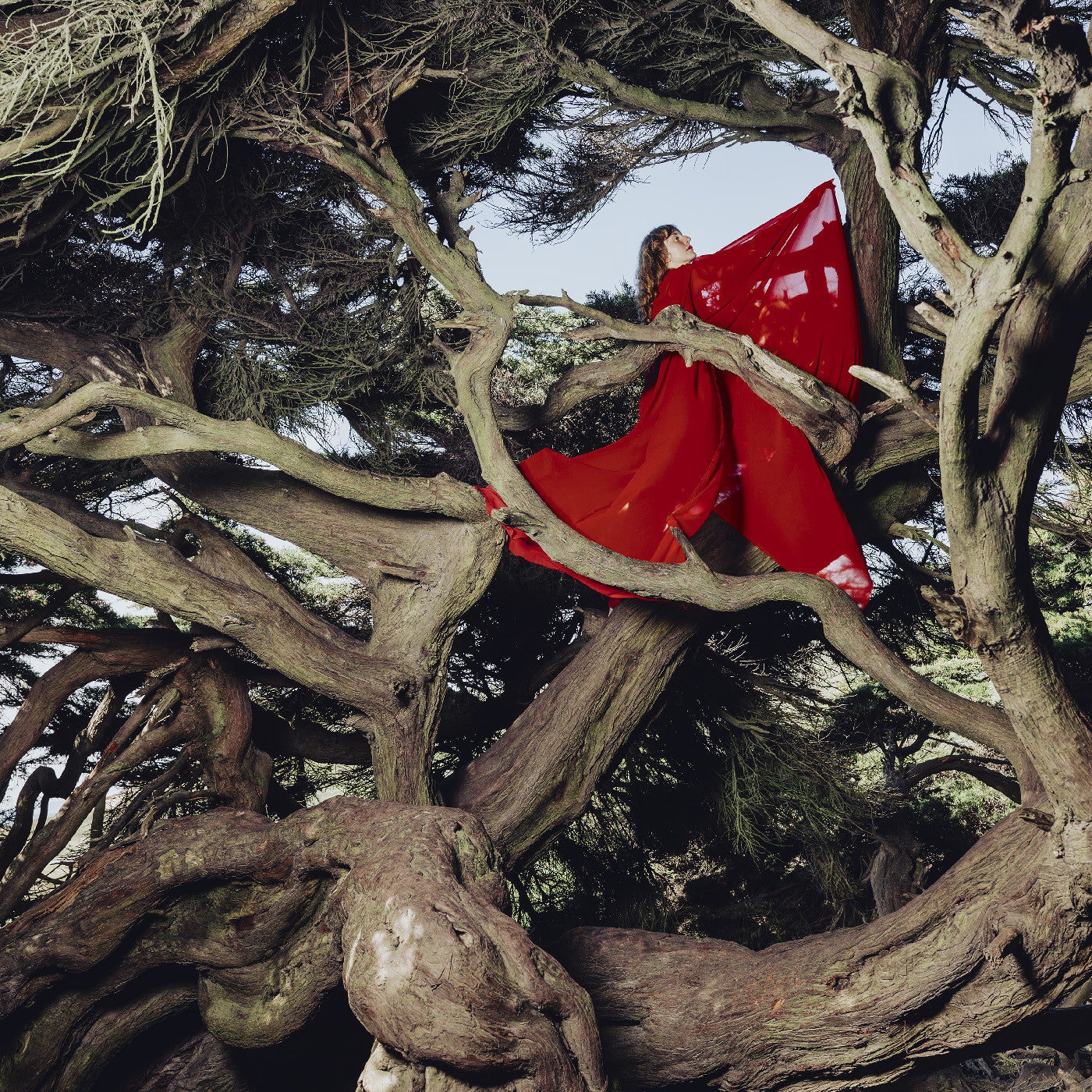 Nested In Tangles (Ruby Red Vinyl) (Vinyl)