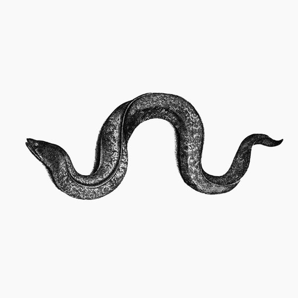 Eel (CD)