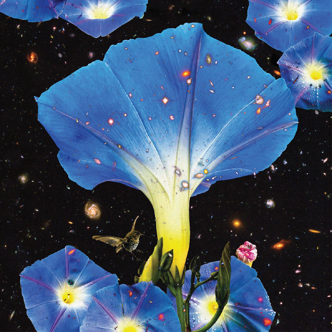 Nighttime Birds and Morning Stars (Vinyl)
