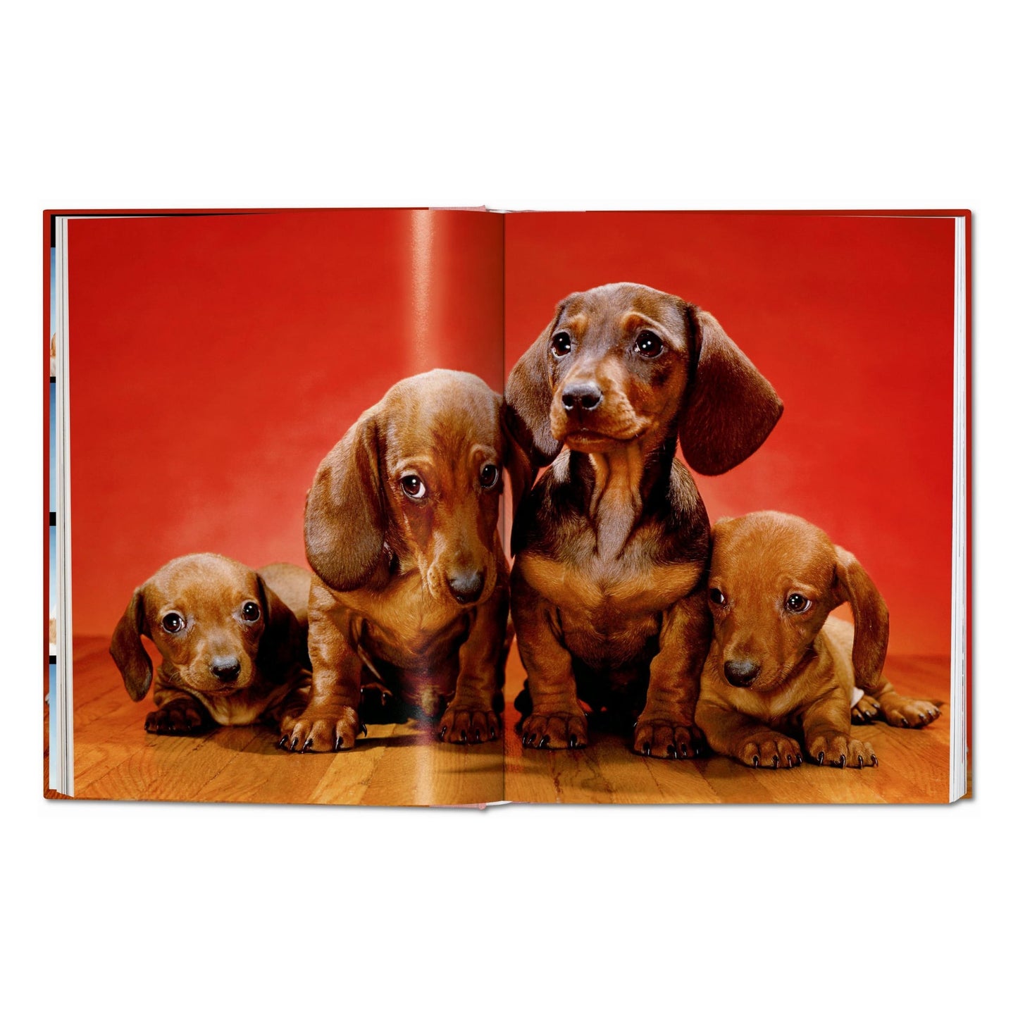 Walter Chandoha. Dogs. Photographs 1941–1991 (German, French, English)