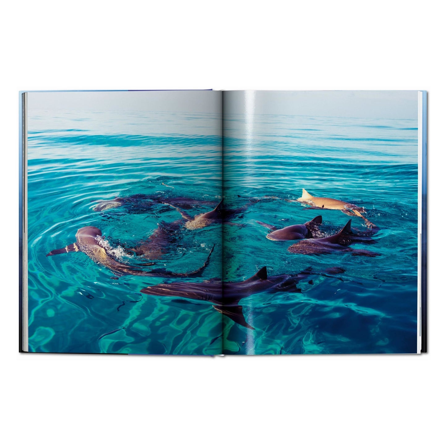 Michael Muller. Sharks (English)