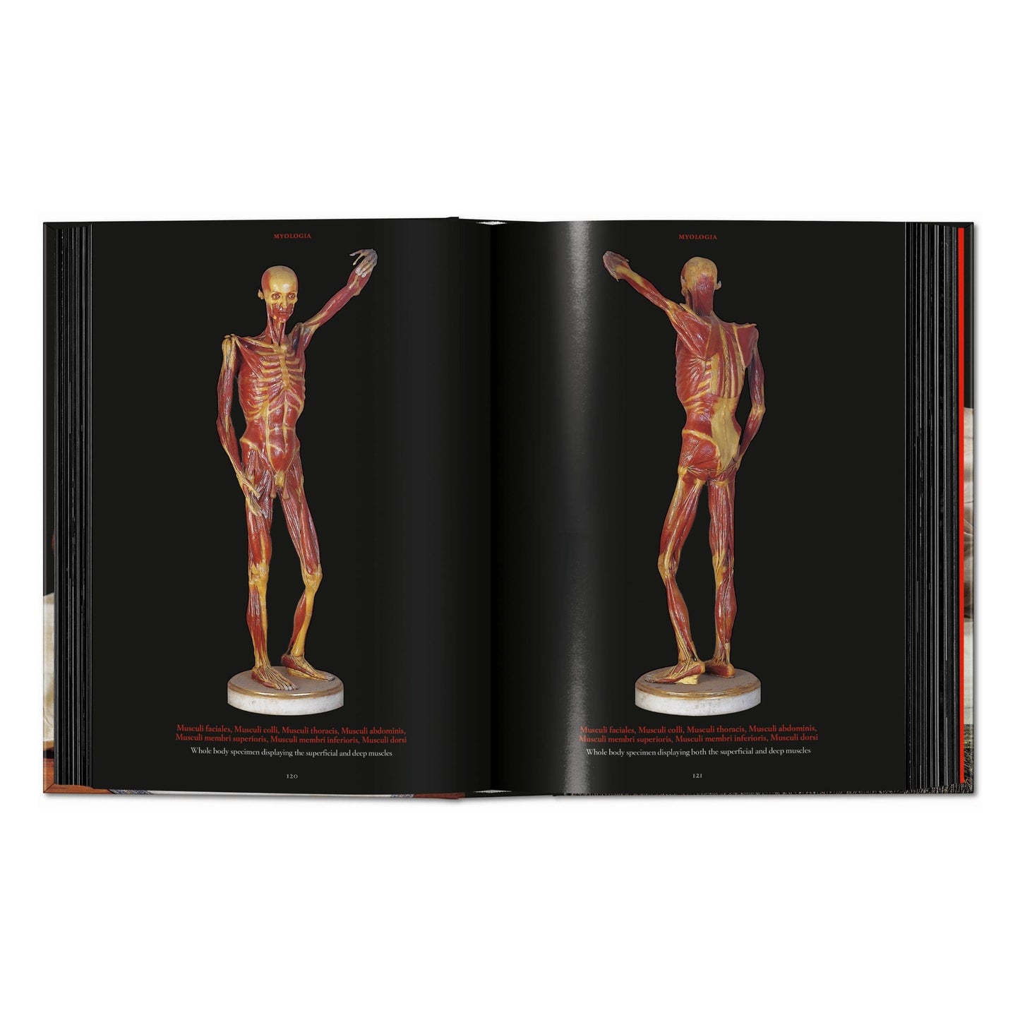 Anatomical Waxes. 45th Ed. (German, French, English)