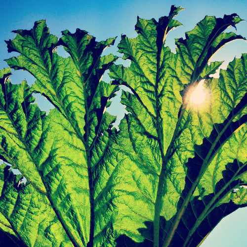 Gunnera [Vinyl]