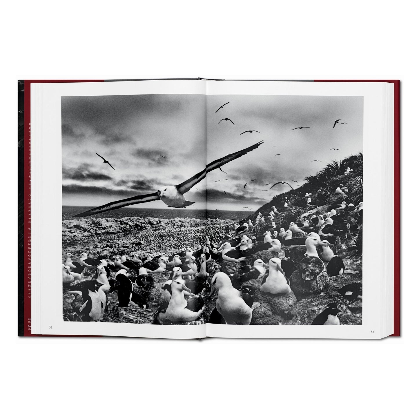 Sebastião Salgado. Genesis (English)