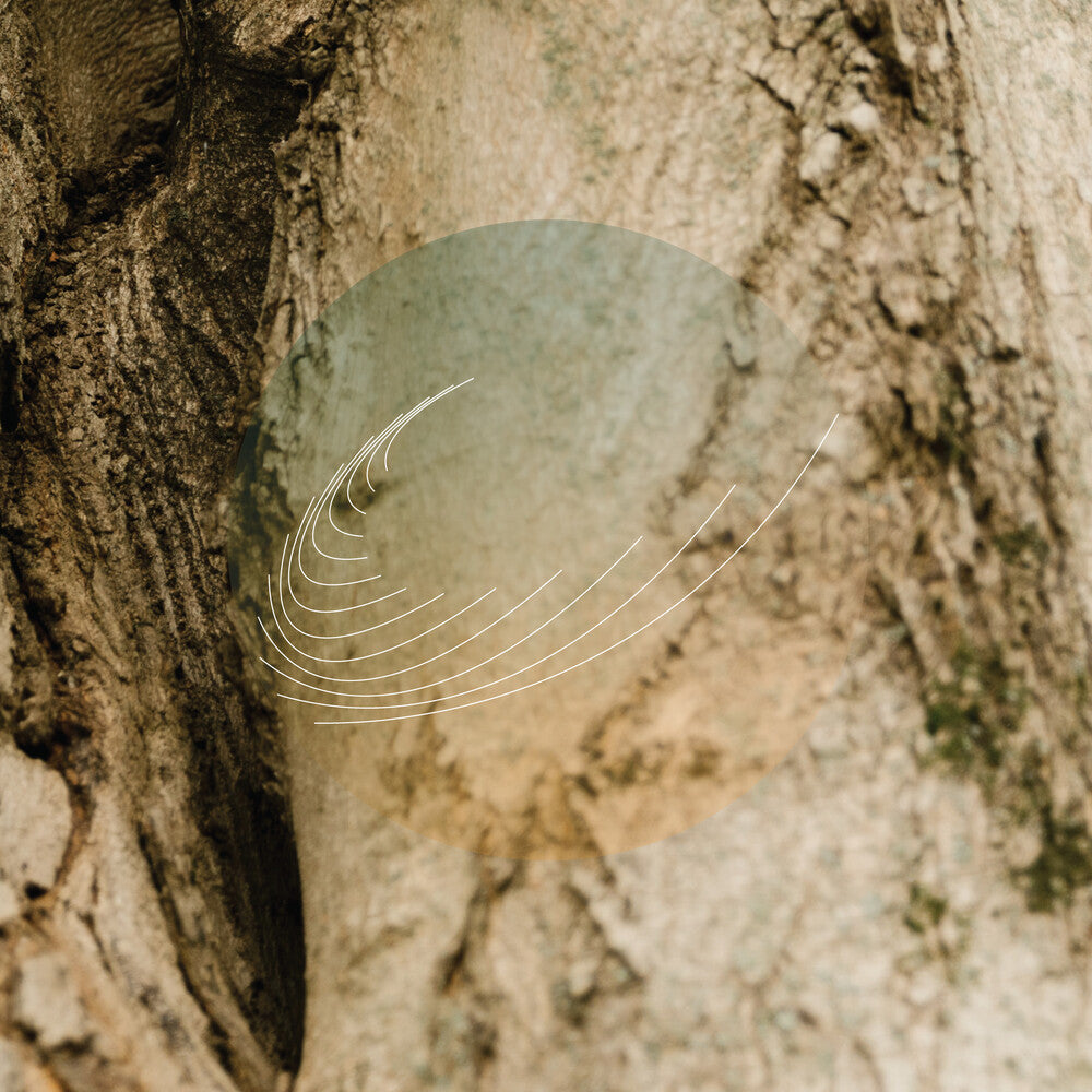 Maples Ash & Oaks: Cedars Instrumentals [LP]