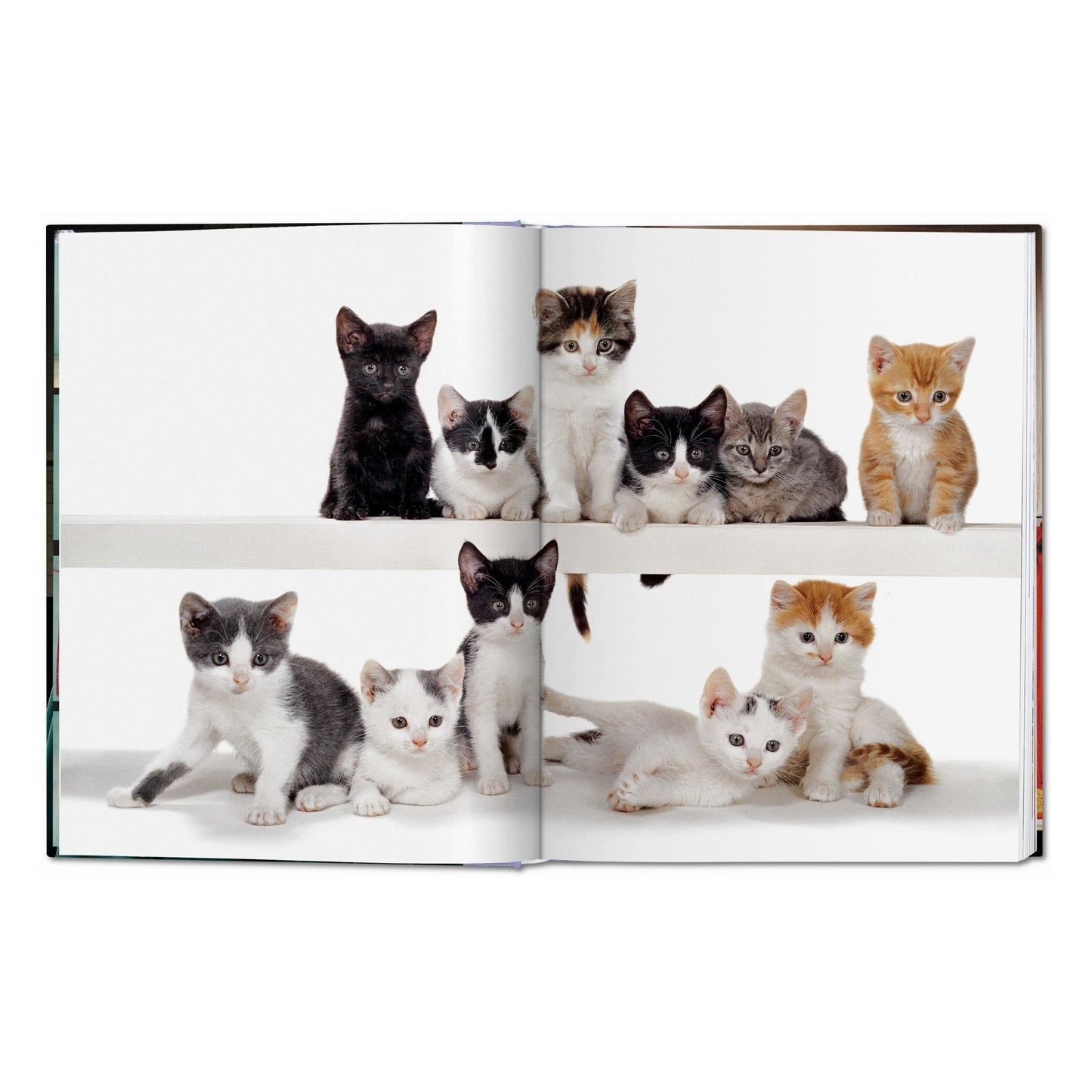 Walter Chandoha. Cats. Photographs 1942–2018 (German, French, English)