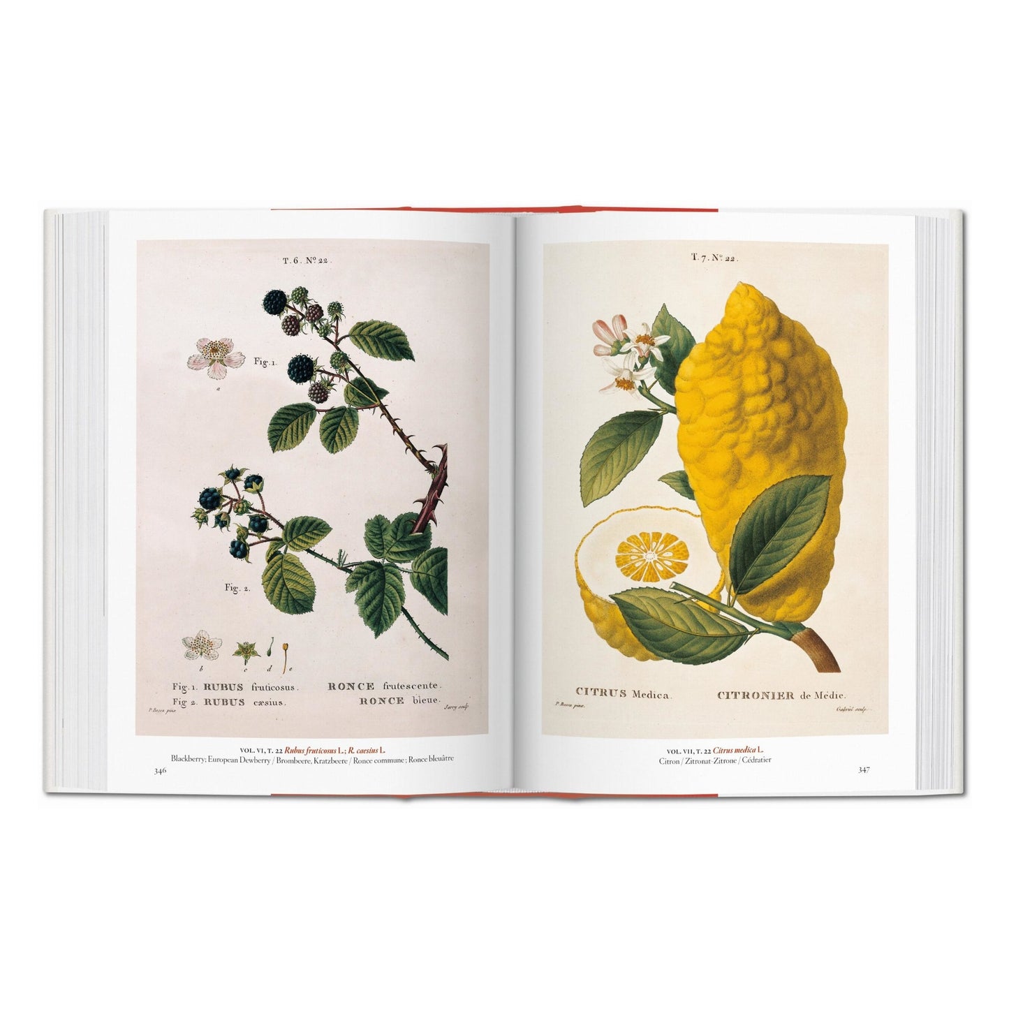 A Garden Eden. Masterpieces of Botanical Illustration. 45th Ed. (German, French, English)