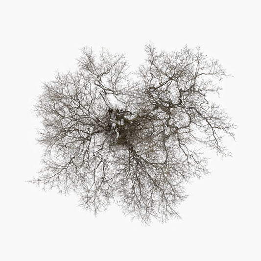 Tree [LP]