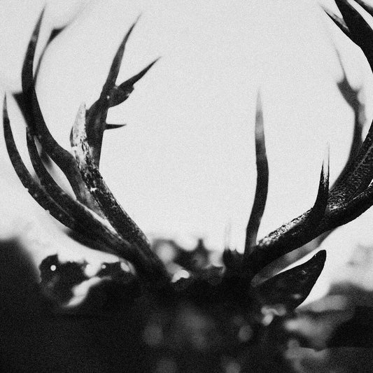 Ihsahn - Black Yolk (Blk) [Colored Vinyl]