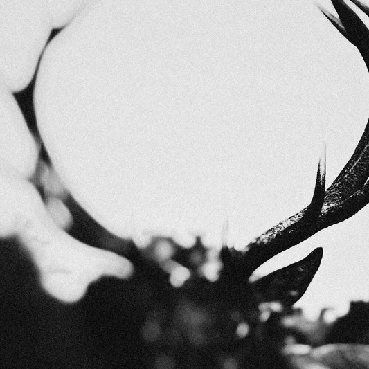 Ihsahn (Orchestral Version) [LP]