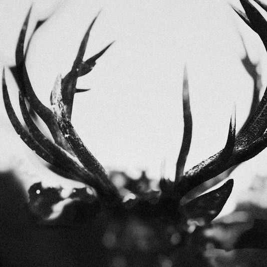Ihsahn [LP]