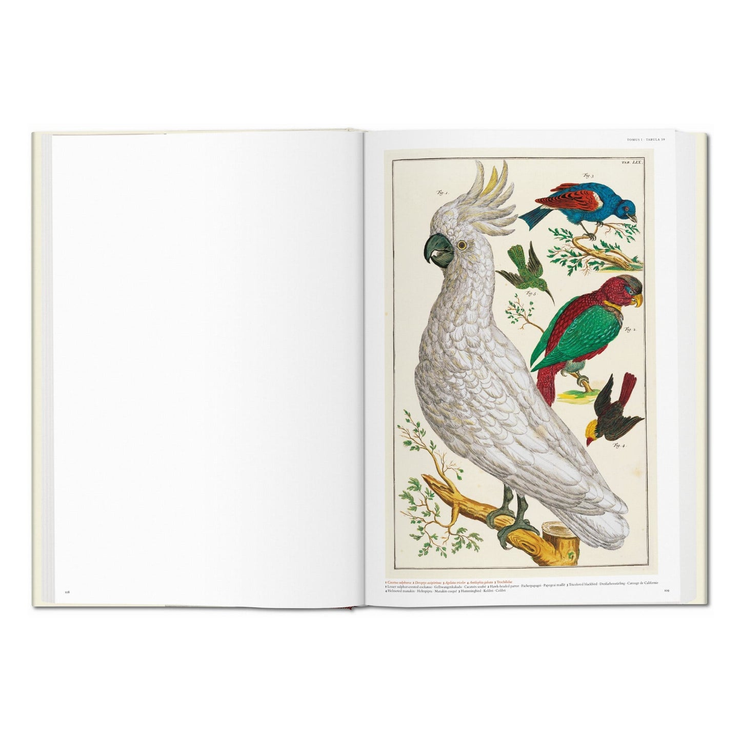 Seba. Cabinet of Natural Curiosities (German, French, English)