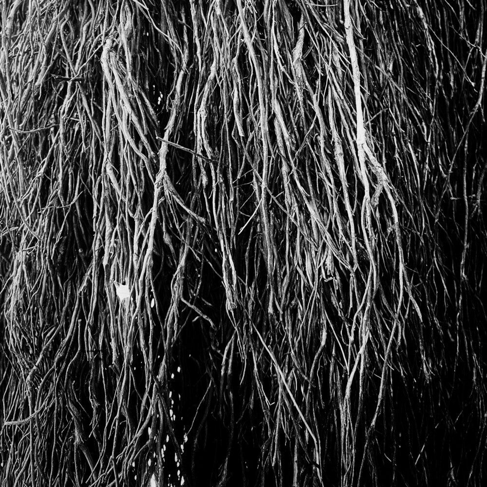 Nocturnal Rainforest [LP]