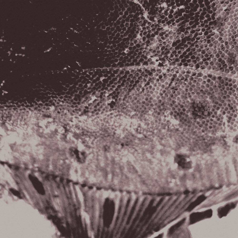 Flounder Maps [LP]