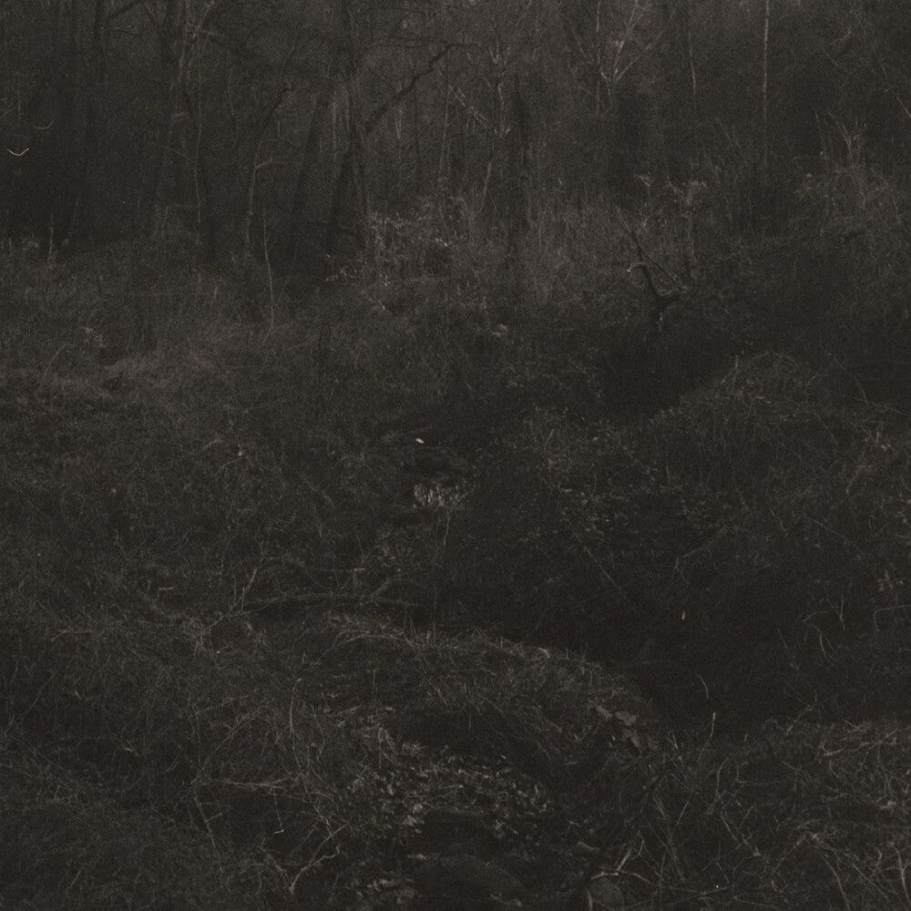 Transient [Download Included]