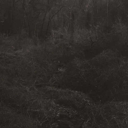 Transient [Download Included]