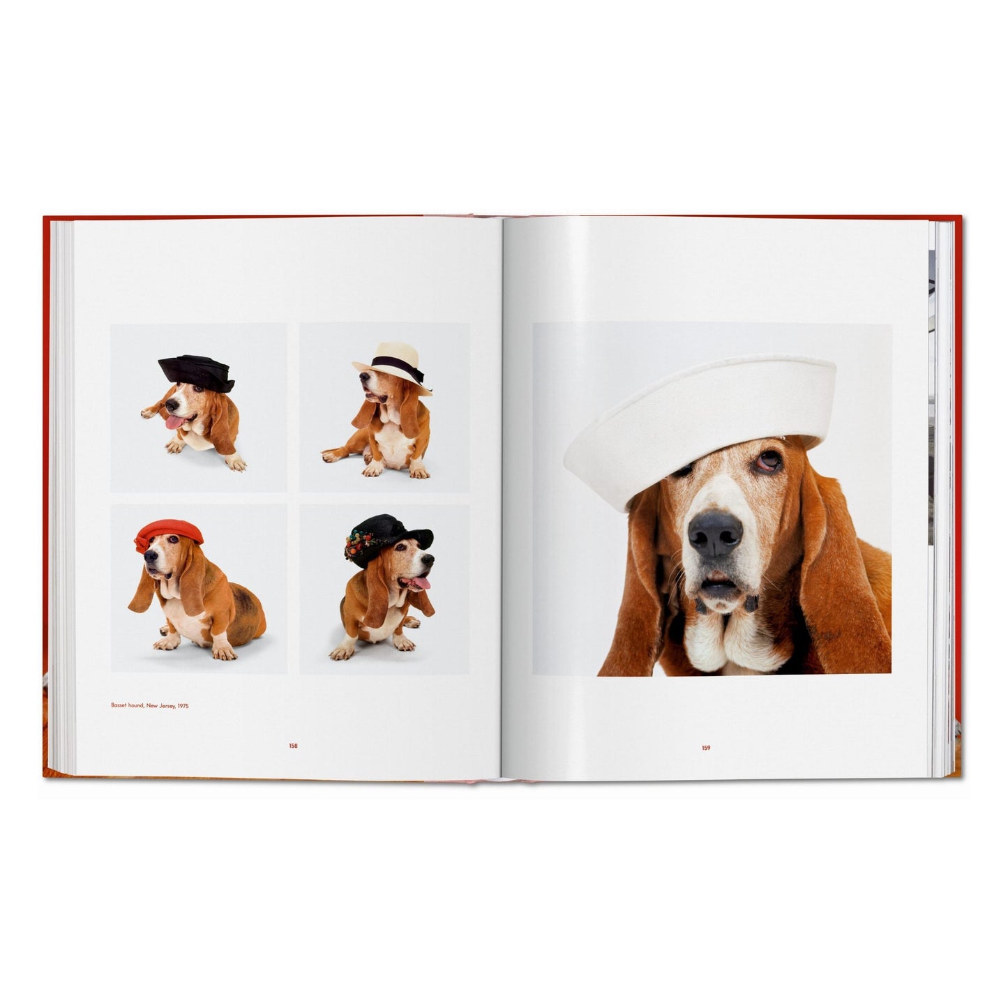 Walter Chandoha. Dogs. Photographs 1941–1991 (German, French, English)