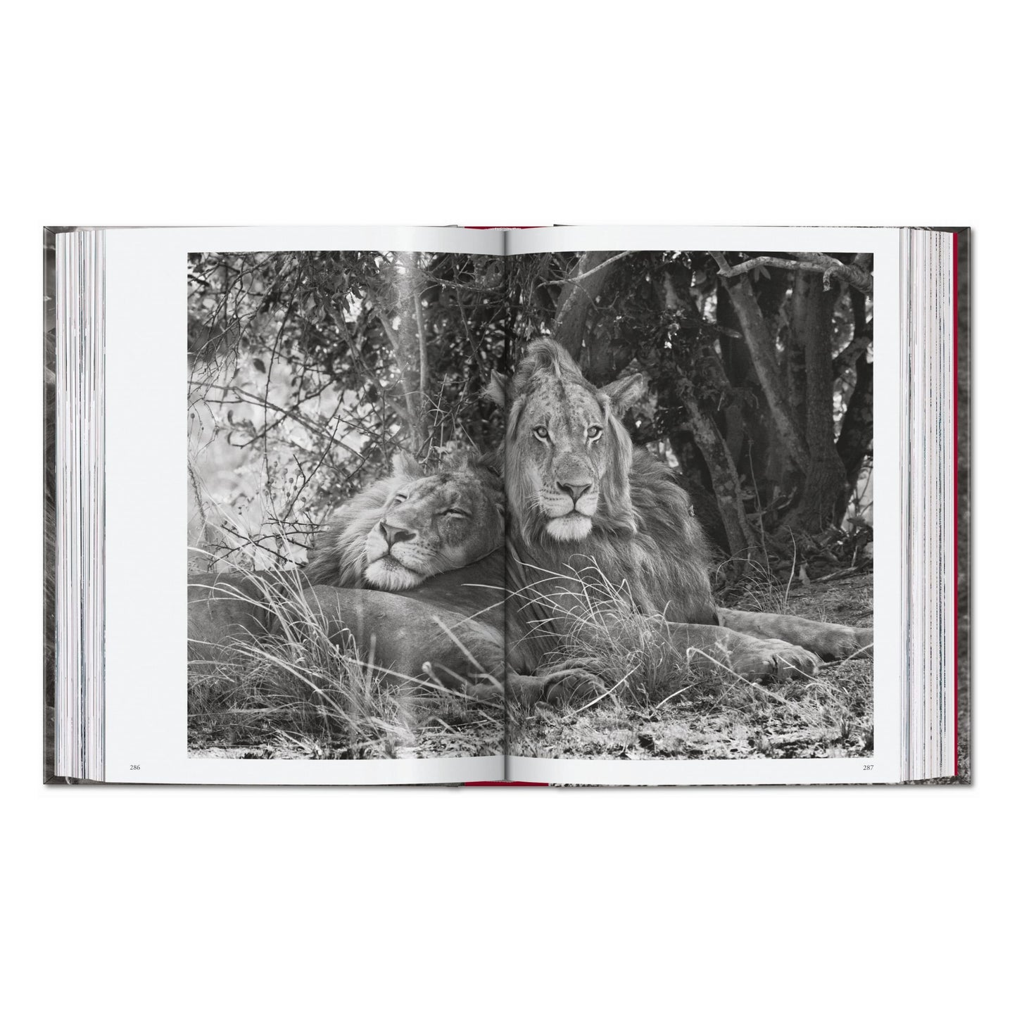 Sebastião Salgado. Genesis. 45th Ed. (English)