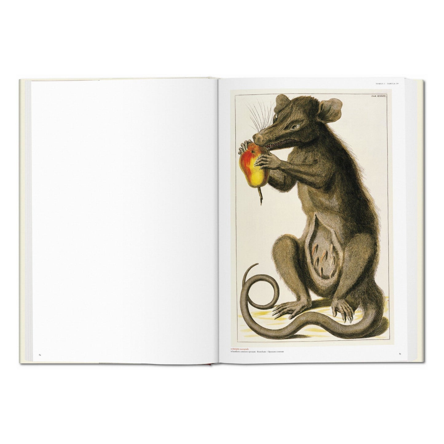 Seba. Cabinet of Natural Curiosities (German, French, English)