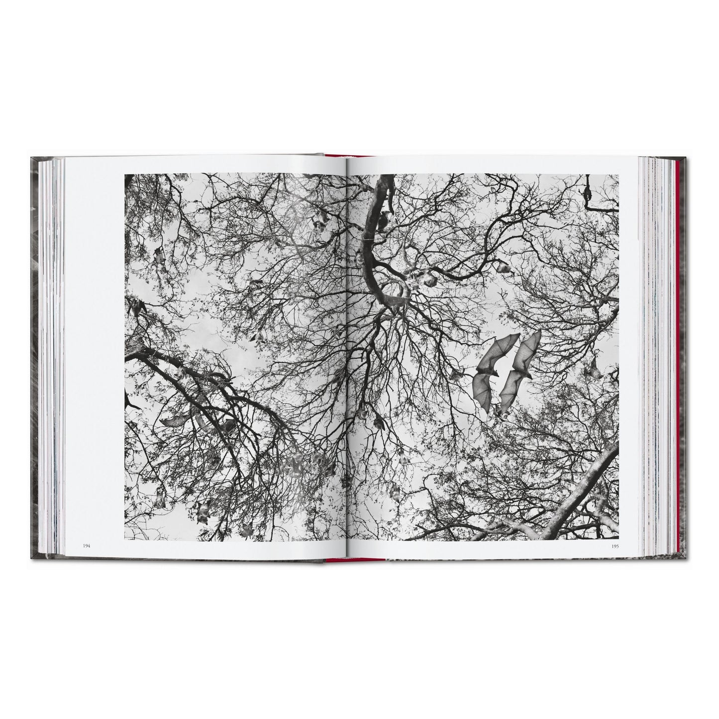 Sebastião Salgado. Genesis. 45th Ed. (English)