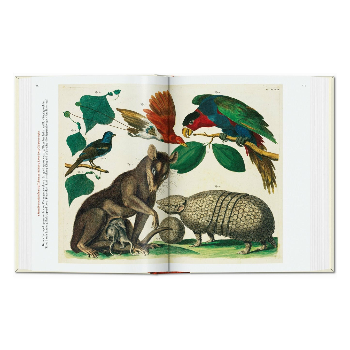Seba. Cabinet of Natural Curiosities. 45th Ed. (German, French, English)