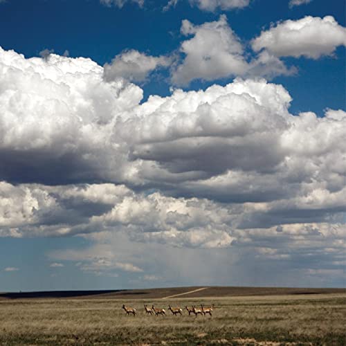 Fruit Bats Tripper (DELUXE REISSUE, WHITE VINYL) [Vinyl]