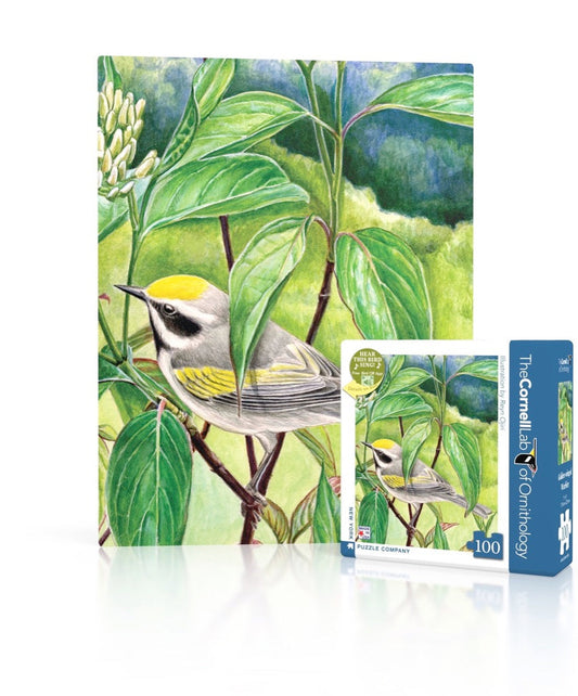 Golden-winged Warbler Mini