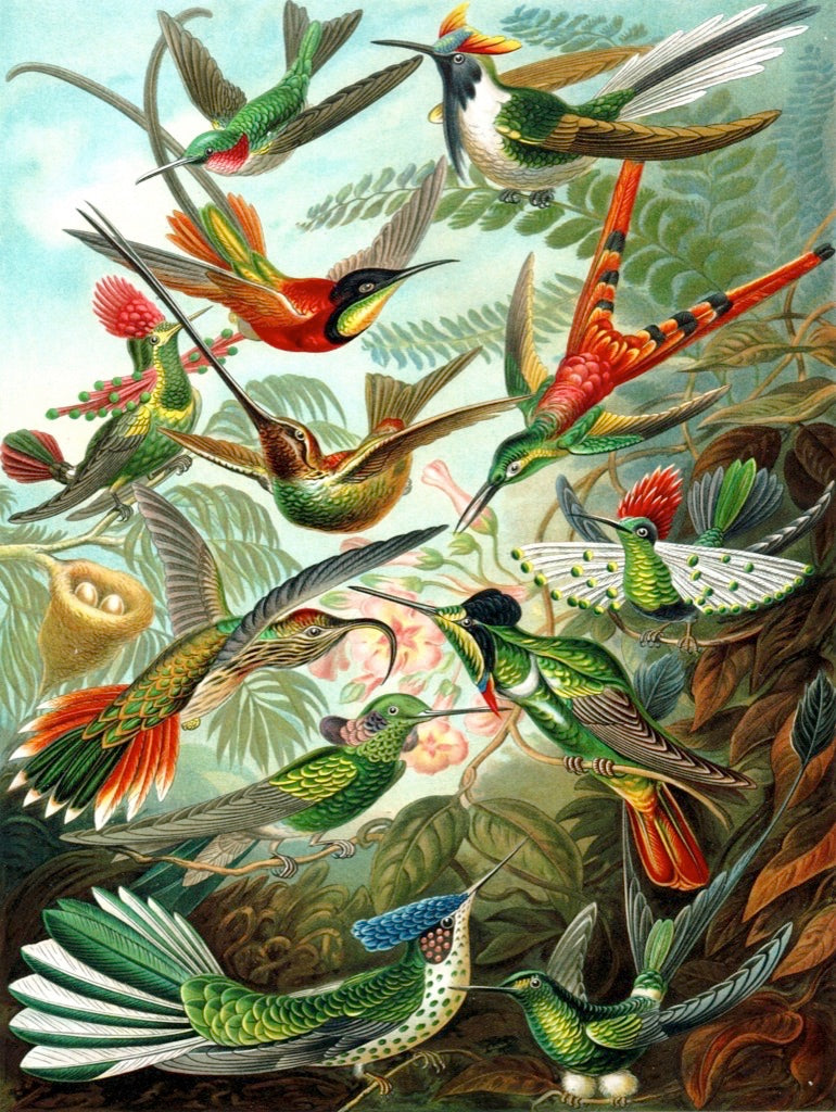 Hummingbirds