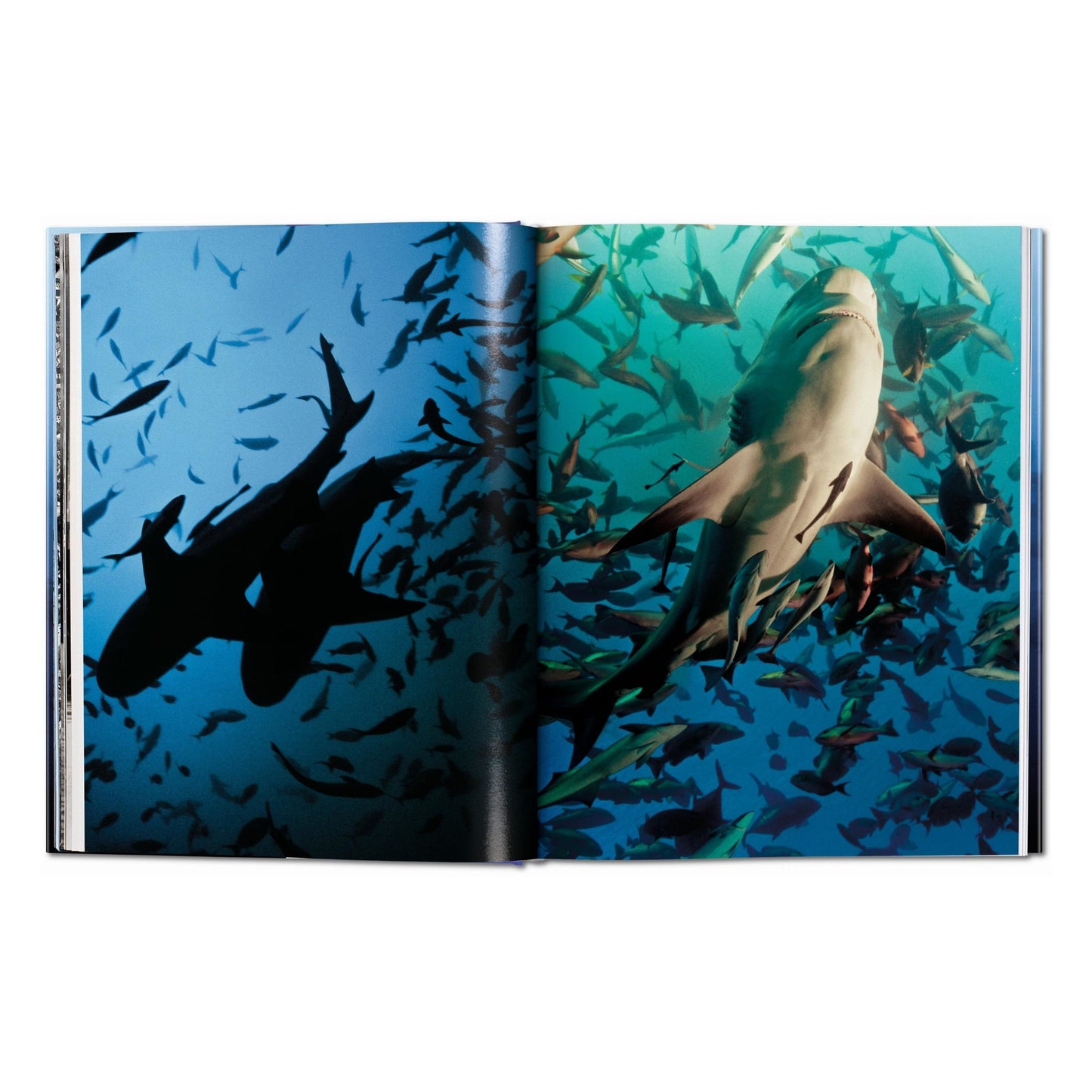 Michael Muller. Sharks (English)