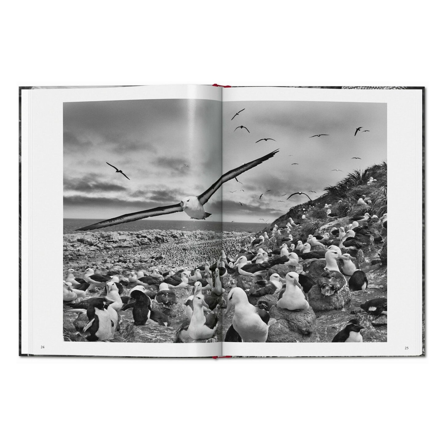 Sebastião Salgado. Genesis (English)