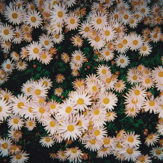 Bad Bad Hats (PINK VINYL) (Vinyl)