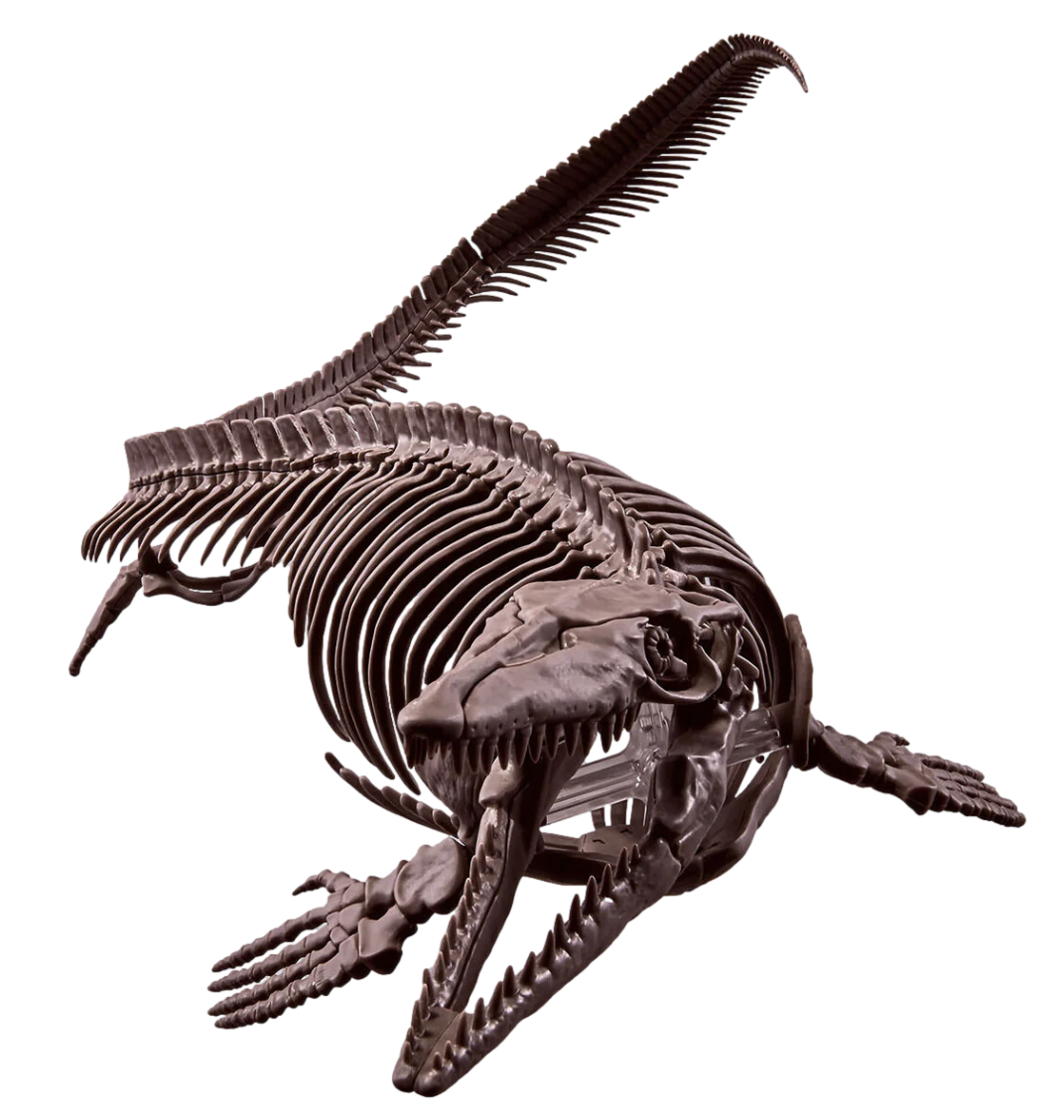 Bandai 2668294 Imaginary Skeleton: Mosasaurus Dinosaur Model Kit
