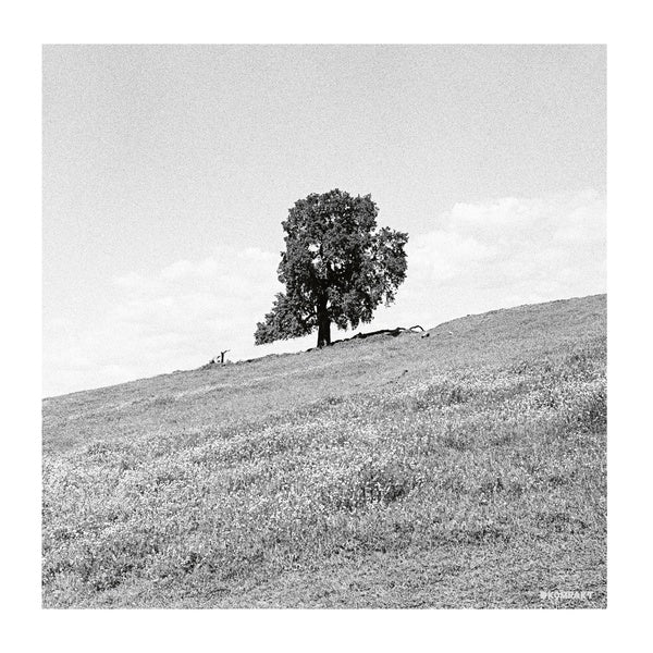 Cornered (Vinyl)
