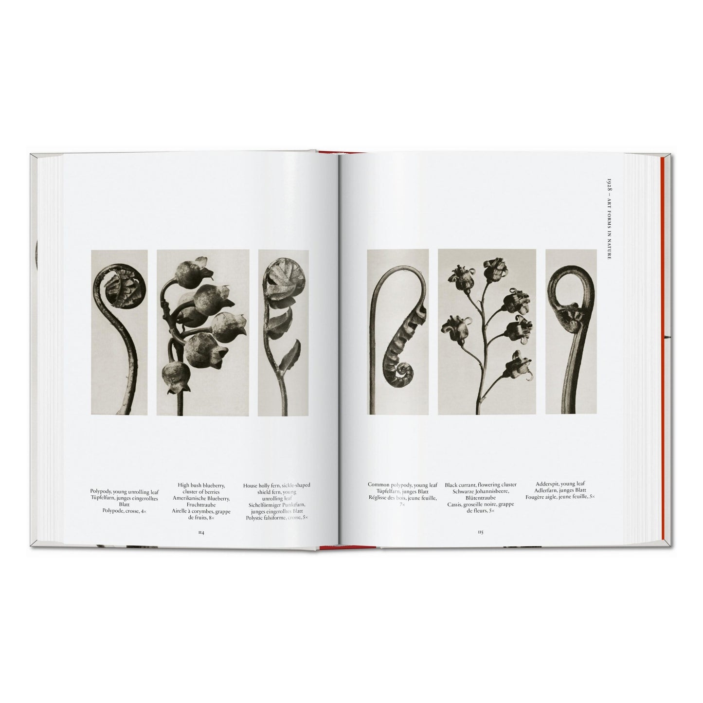 Karl Blossfeldt. The Complete Published Work. 45th Ed. (German, French, English)