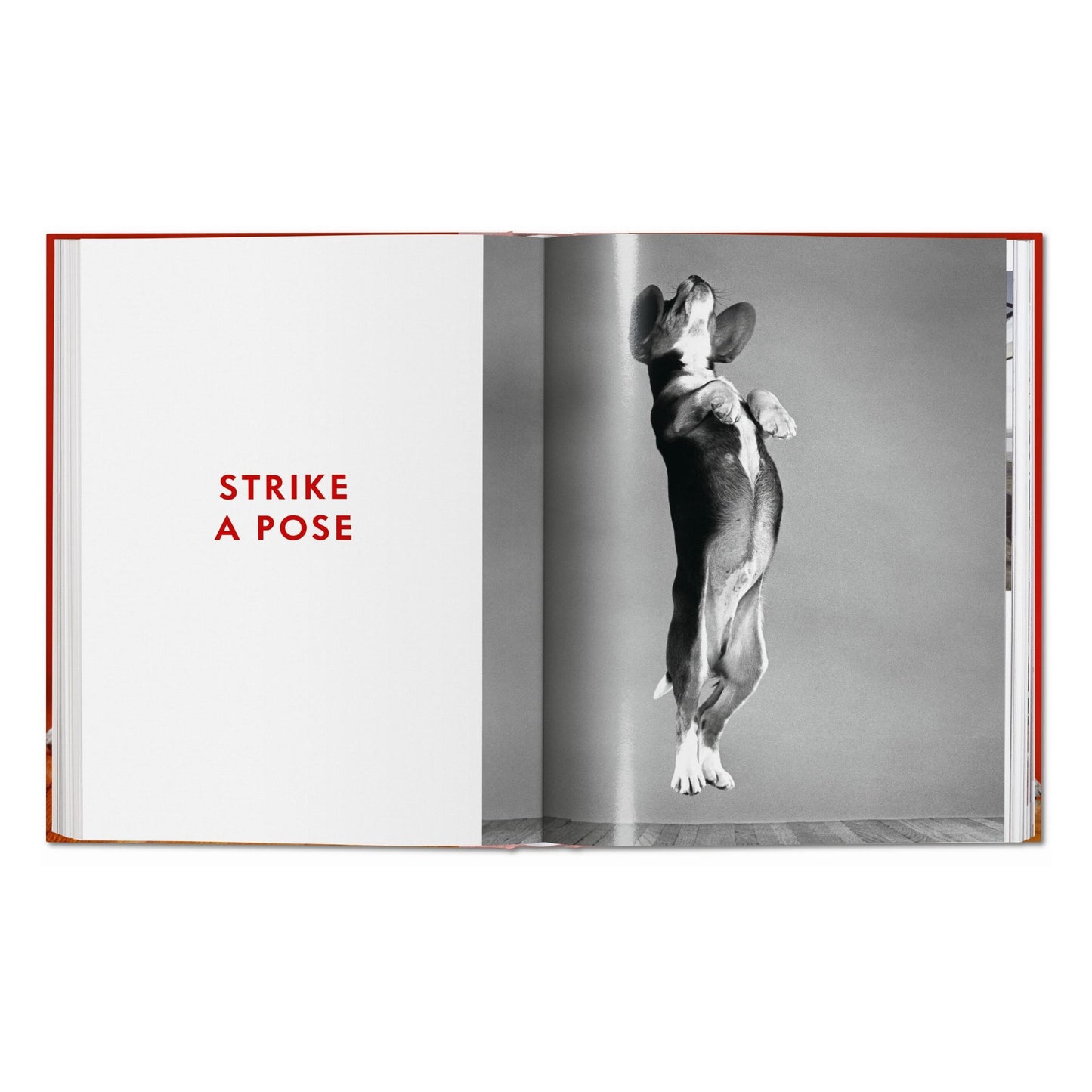 Walter Chandoha. Dogs. Photographs 1941–1991 (German, French, English)