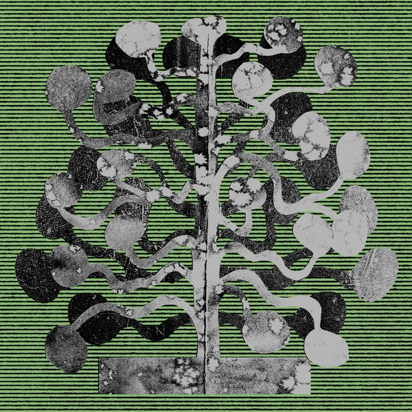 Yucca (Vinyl)