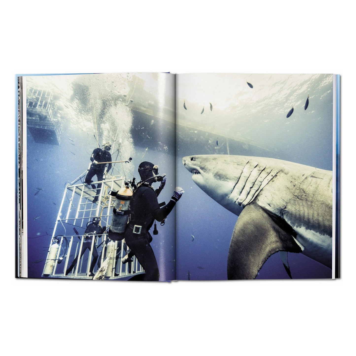 Michael Muller. Sharks (English)