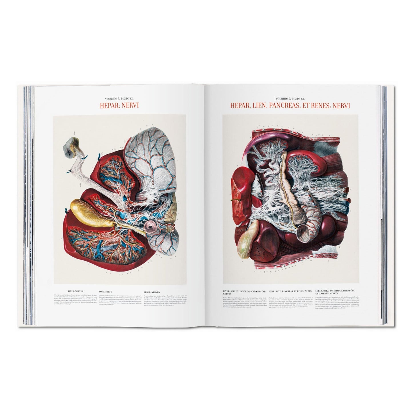 Bourgery. Atlas of Human Anatomy and Surgery (German, French, English)