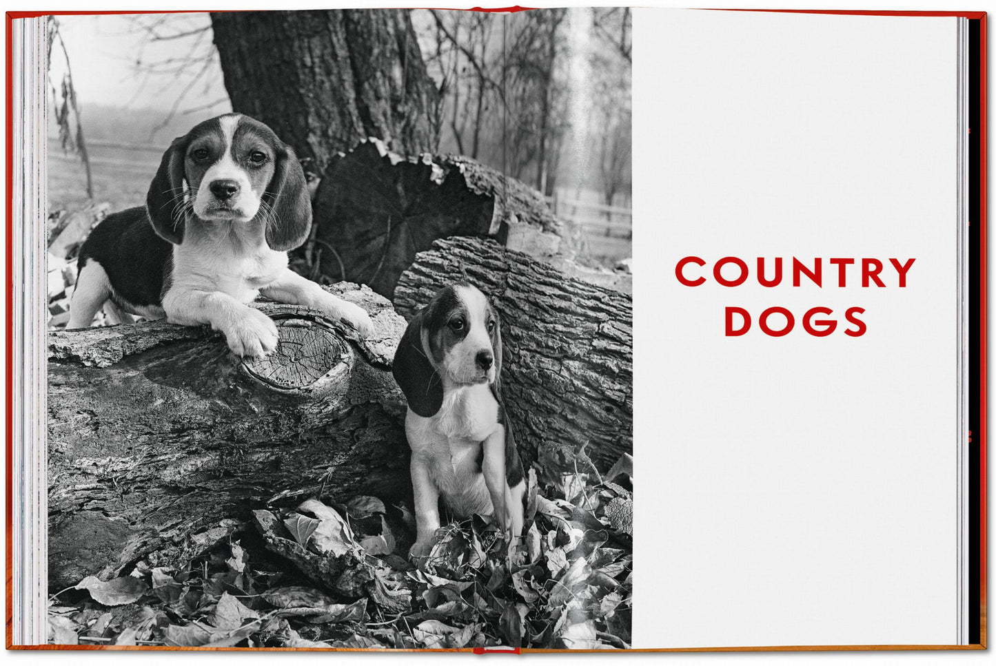 Walter Chandoha. Dogs. Photographs 1941–1991 (English)