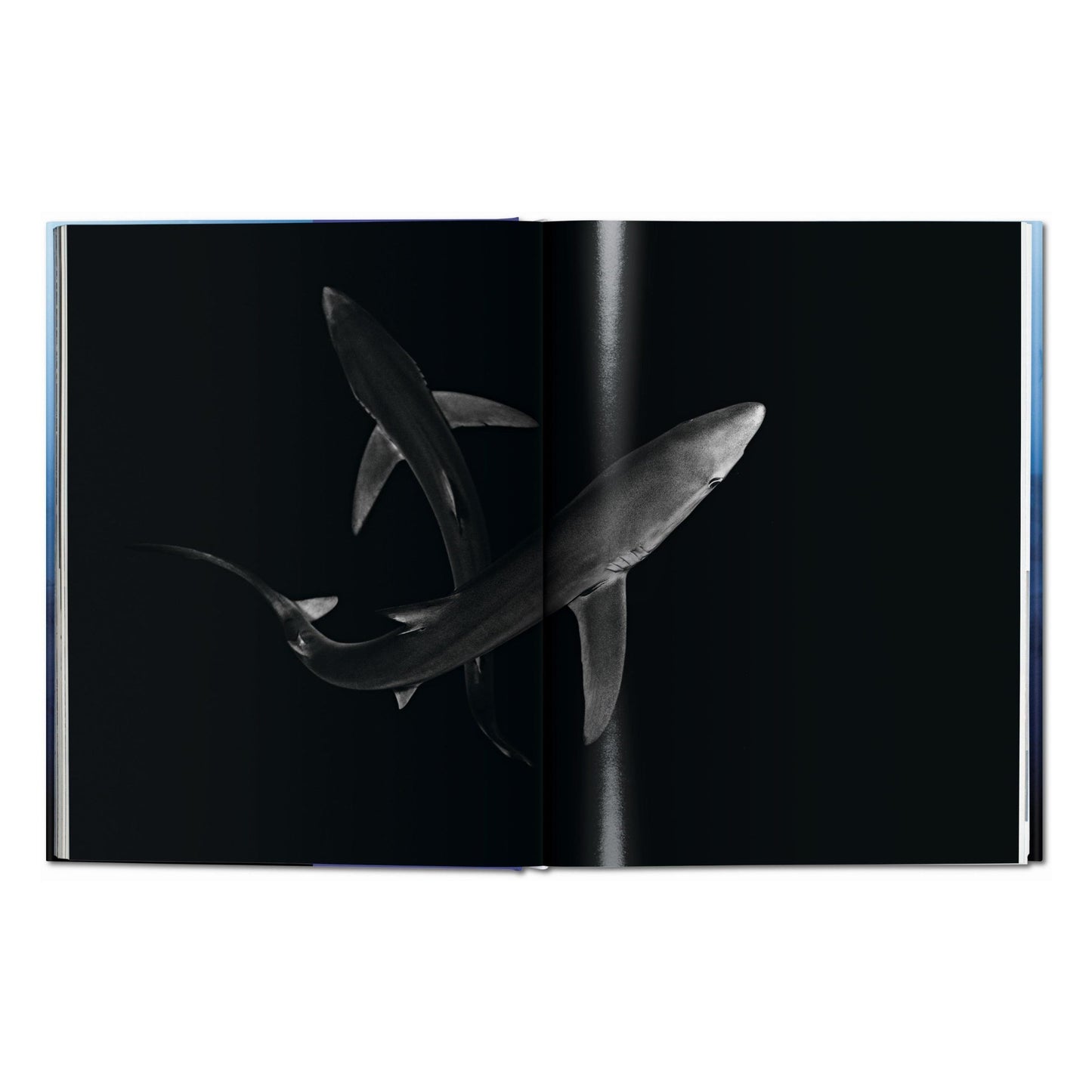 Michael Muller. Sharks (English)