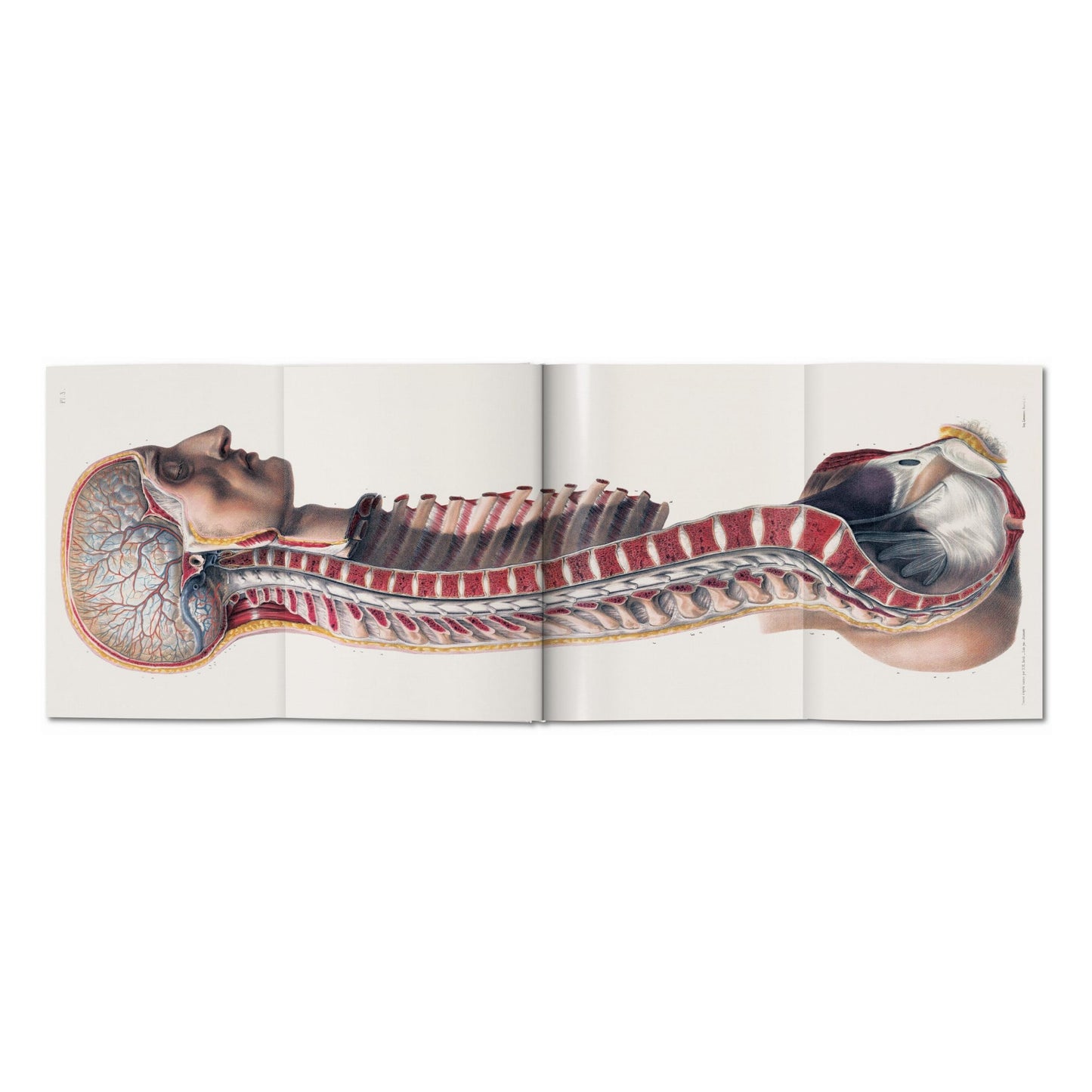 Bourgery. Atlas of Human Anatomy and Surgery (German, French, English)
