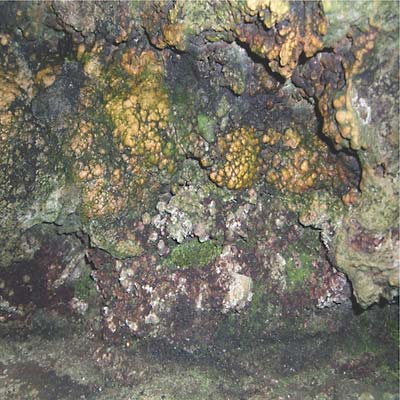 Elemental Disgrace (Vinyl)