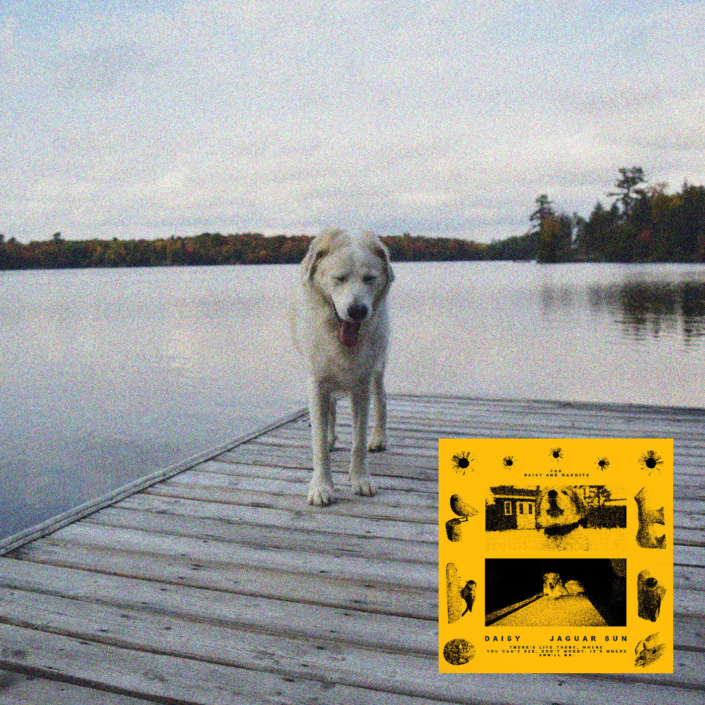 Daisy (Black And Yellow Swirl Vinyl) [Vinyl] - Golden Apple Comics
