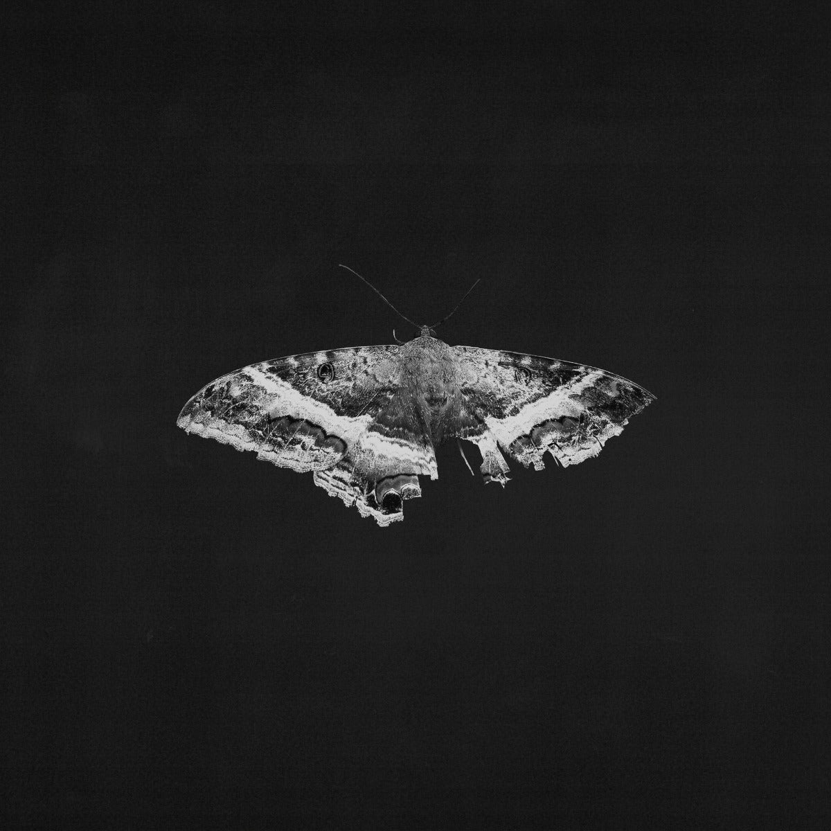 To Pimp A Butterfly (10 Year Anniversary Edition) - Alternate Artwork (Black marble Vinyl) (2 Lp's) (Vinyl)