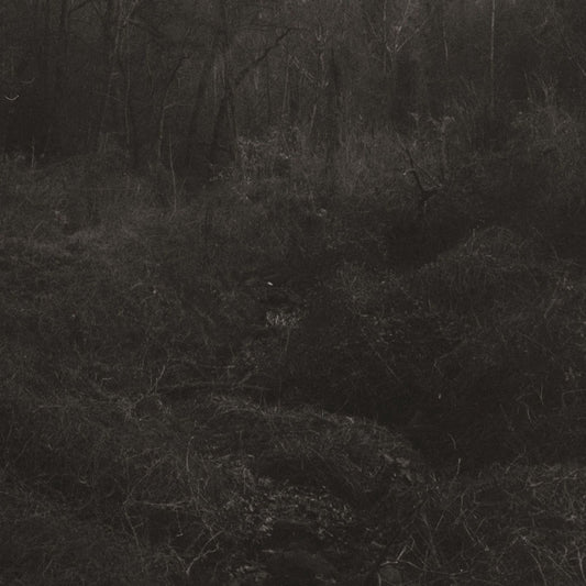 Lesley Mok - Transient [Vinyl]