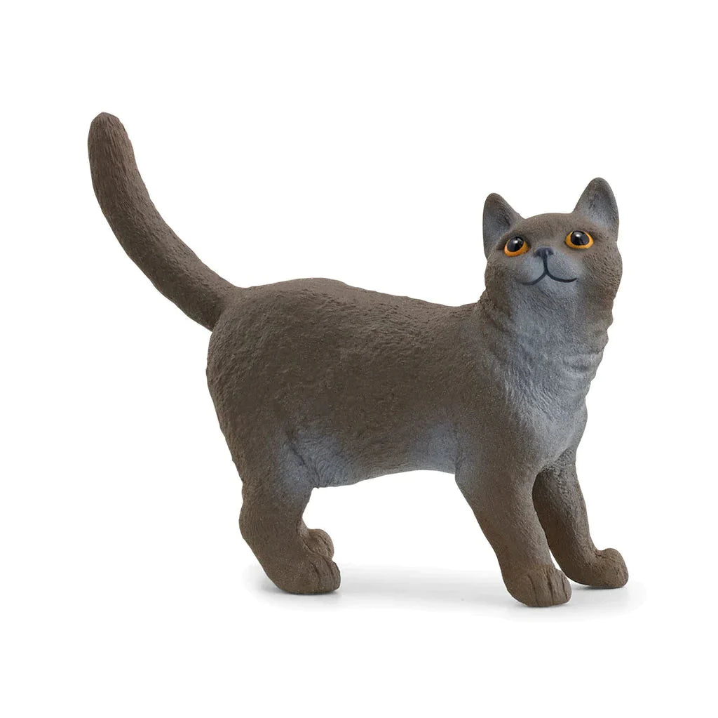 British Shorthair Cat