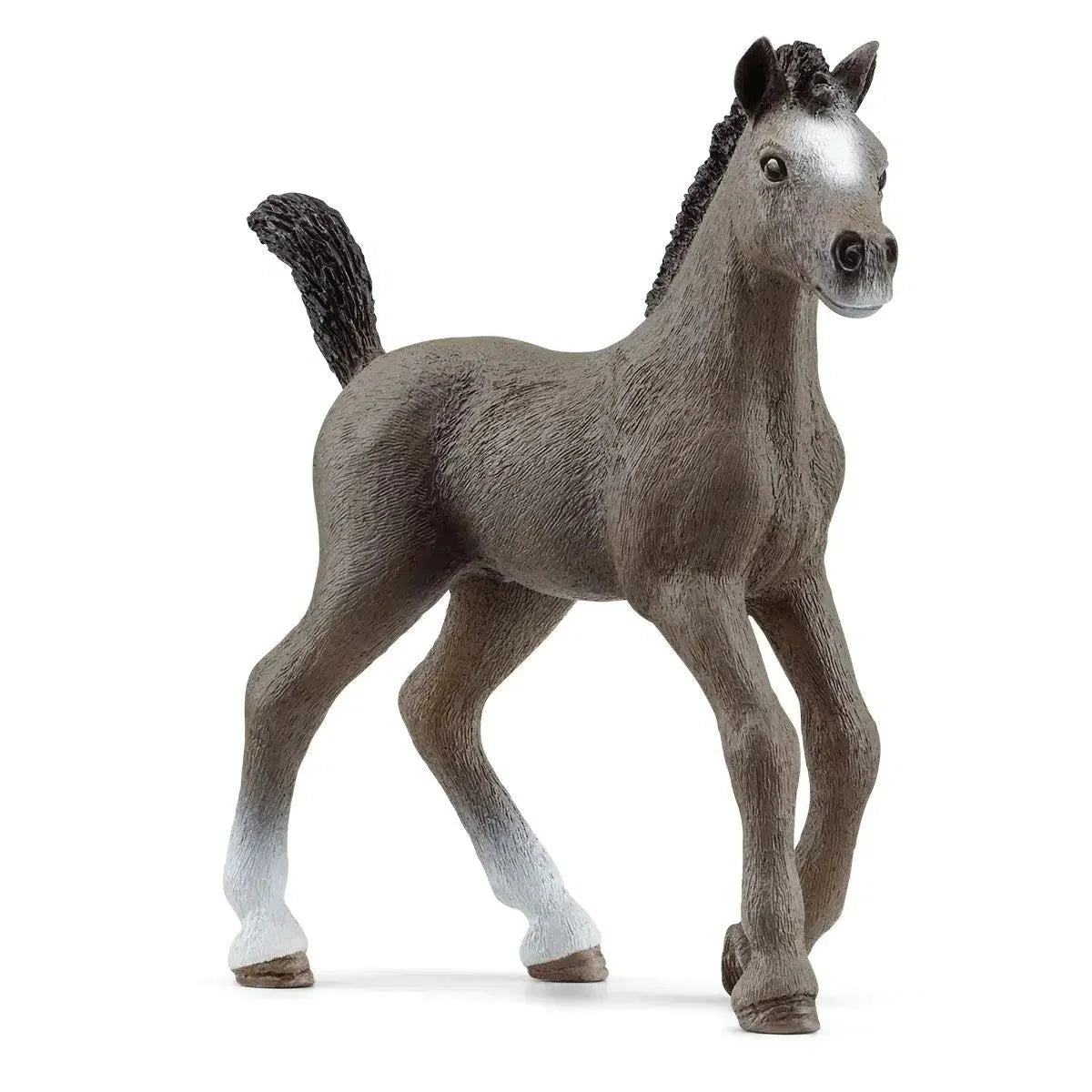 Cheval de Selle Francais Foal